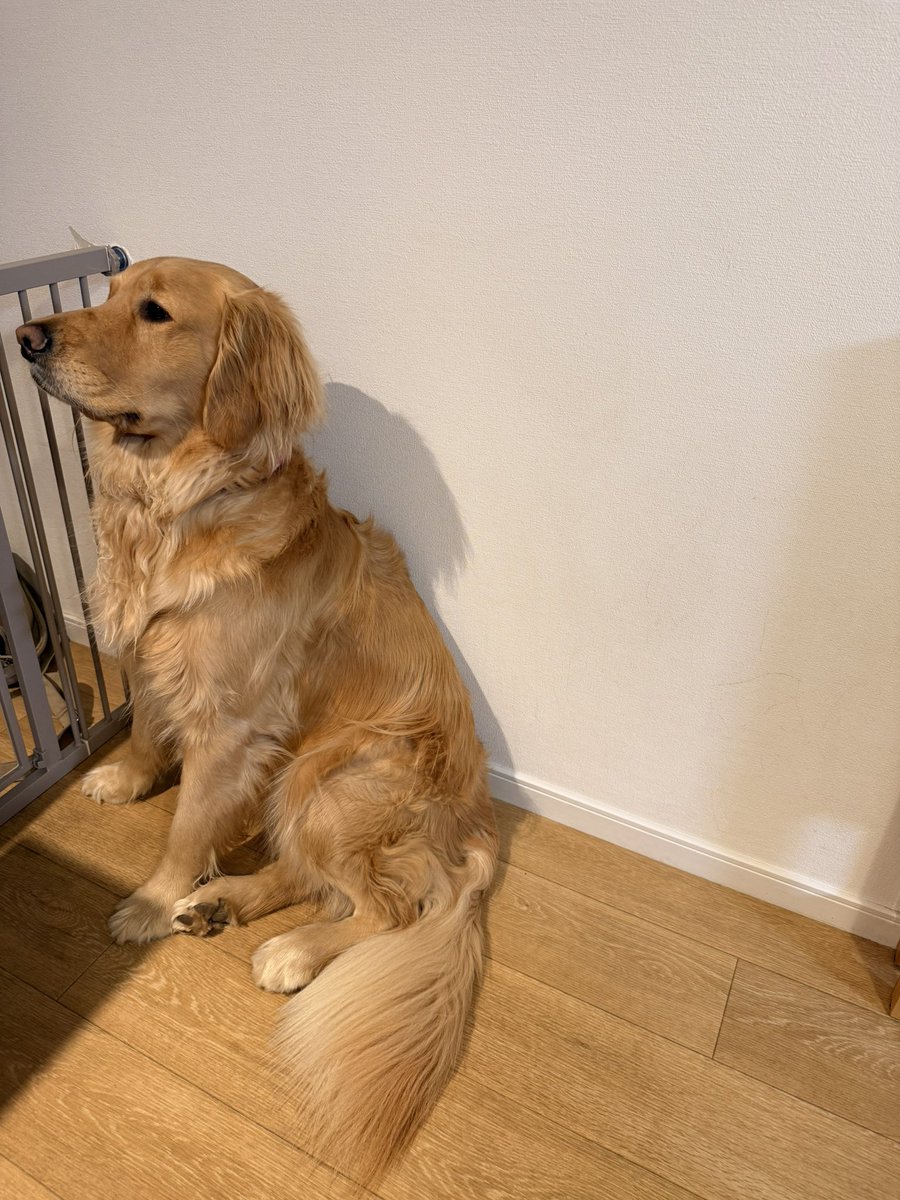 むぎとエール (@mugimeshi05) / Posts / X