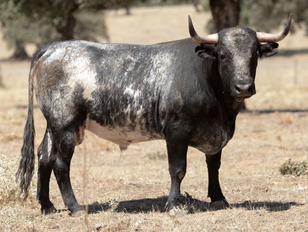 Ganadería Mateo y Rodrigo, los "Patas blancas" del Valle de la Alcudia