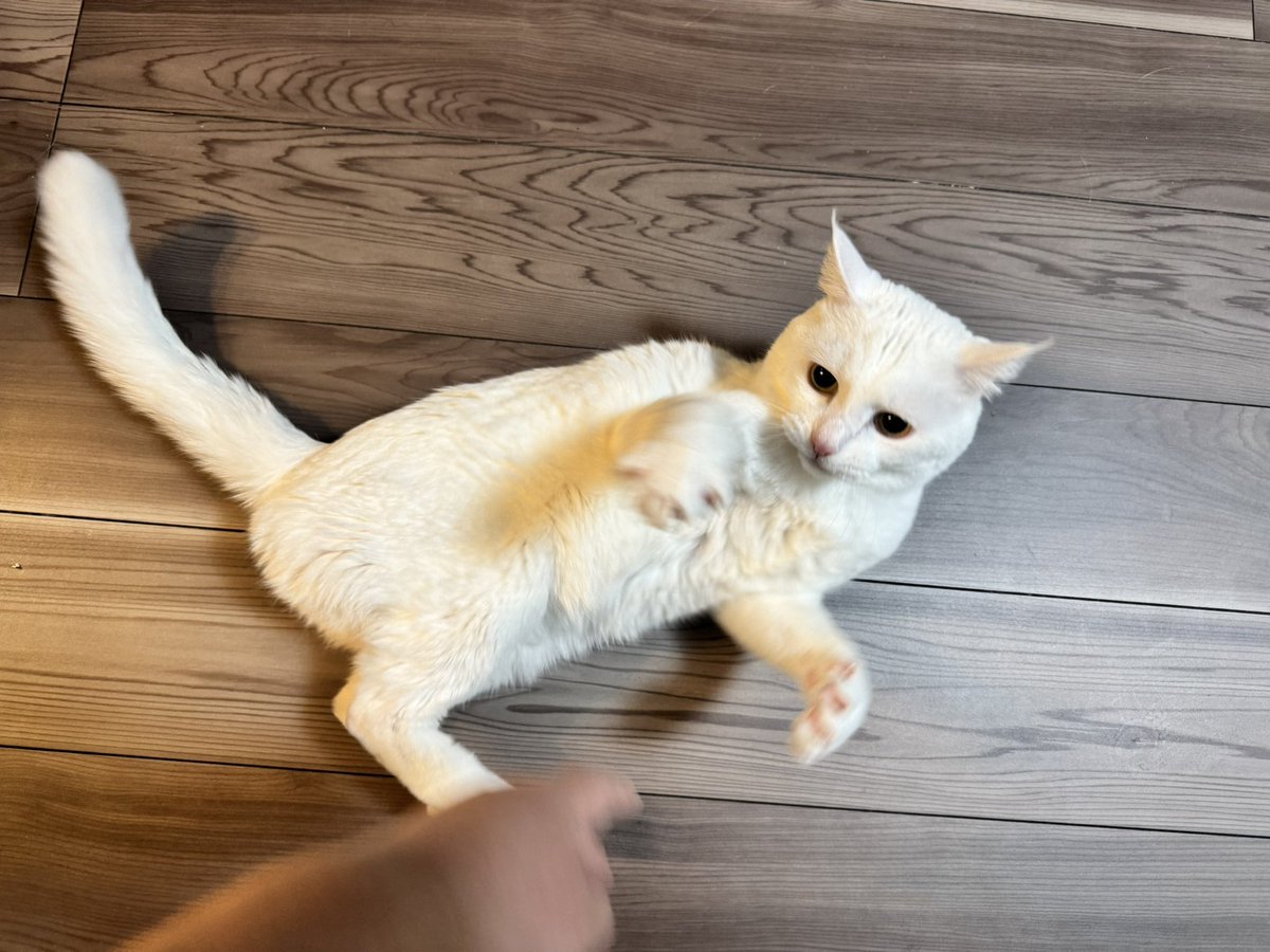 ハク様 (@hakusama0906) / Posts / X