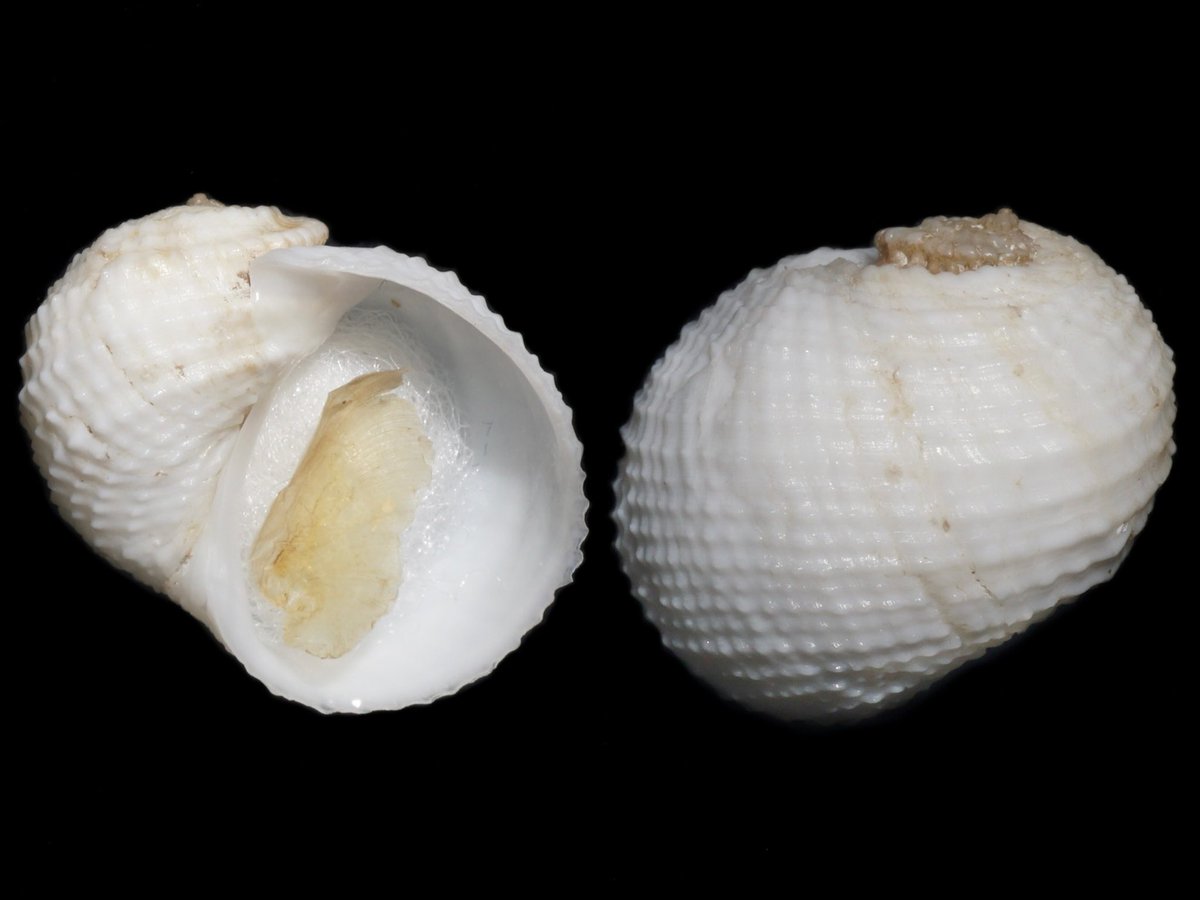 ヤグラシロネズミ
Vanikoro fenestrata A.Adams 1863
シロネズミガイ科は礫下の閉鎖的環境を好むようでこの個体も大きく平たい礫をどかしたら裏に居た。