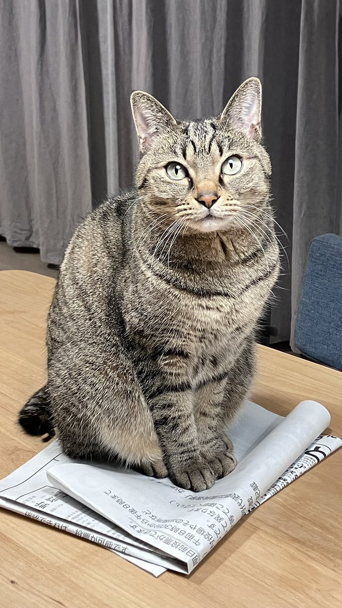 renge__cat's tweet photo. ふとましいれんげさん https://t.co/wG9pfnig6l