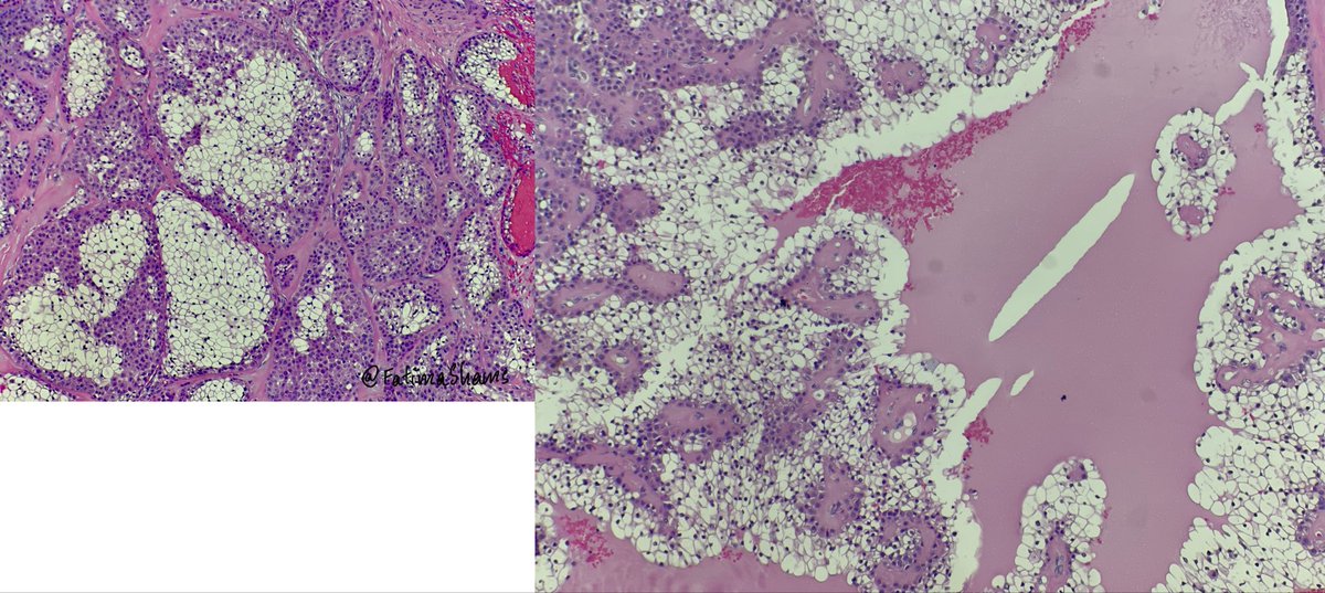 Fatima Shamsuddin tweet media