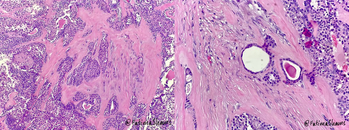 Fatima Shamsuddin tweet media