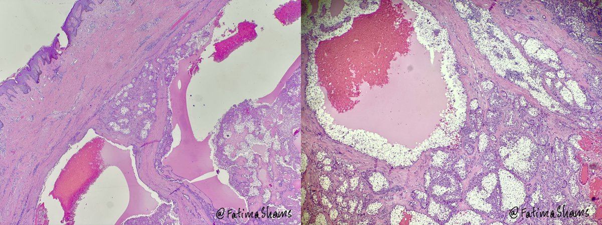 Fatima Shamsuddin tweet media