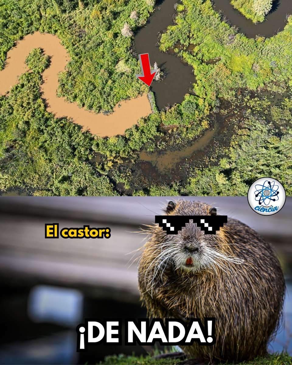 Ingeniería castoresca en acción. 🦫

✨ Los castores construyen pequeñas represas capaces de filtrar el agua turbia cargada de sedimentos, reteniendo el barro y dejando pasar corrientes más limpias.

Cada dique que levantan cambia el ecosistema: 🌱 crean hábitats, detienen la