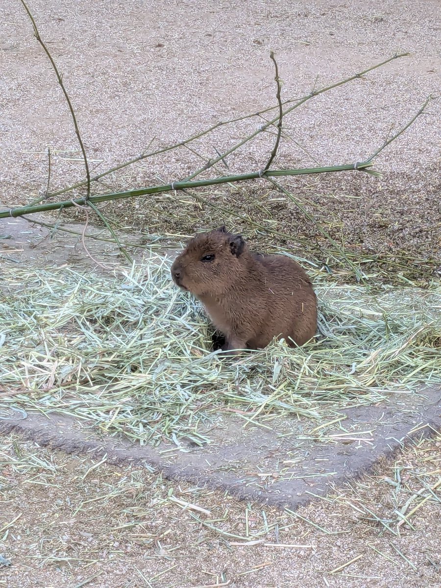 カピバラ㌠ (@capivara123) / Posts / X