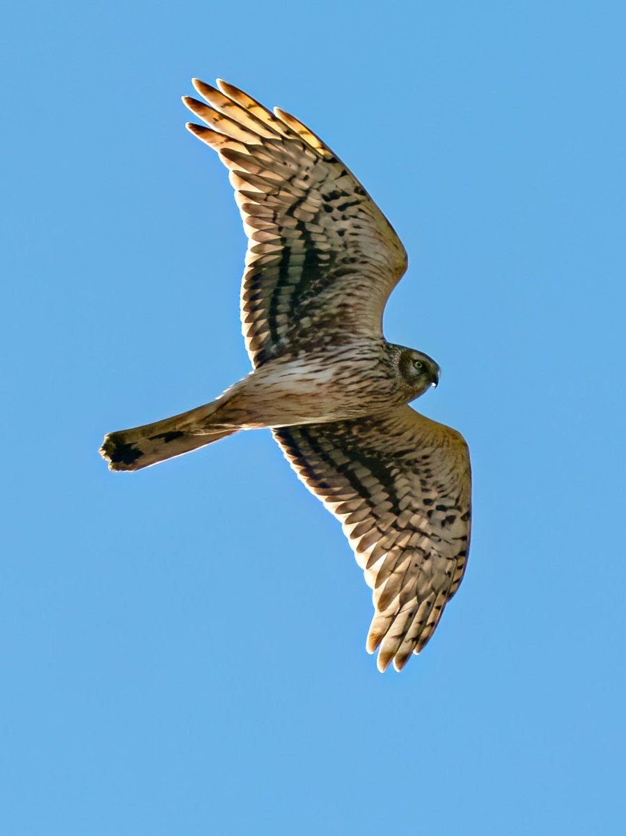#ハイイロチュウヒ #猛禽類 #野鳥 #bird