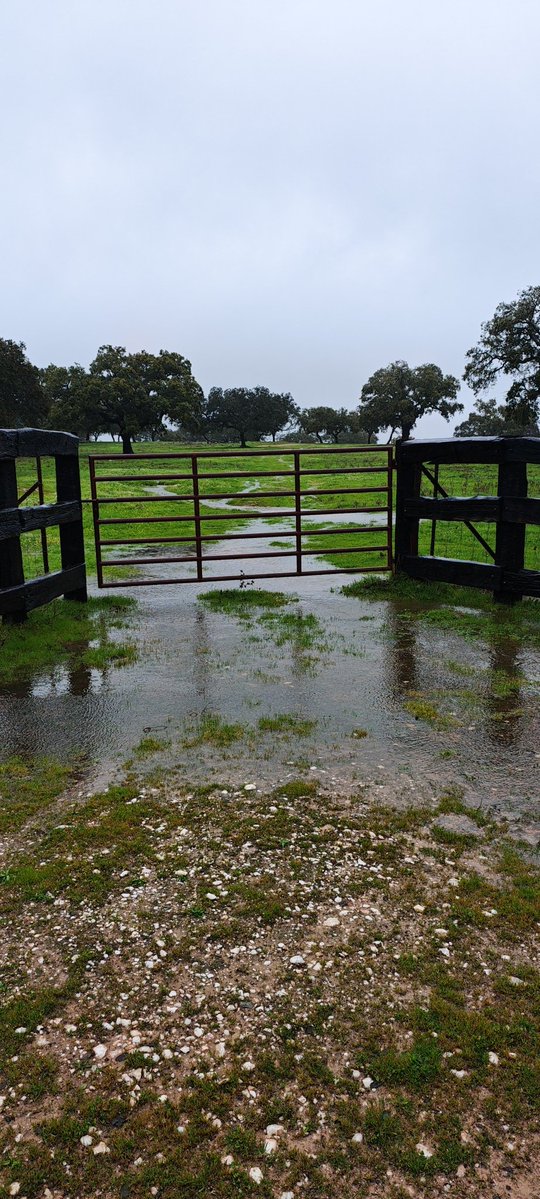 Luis_Algarra's tweet image. 