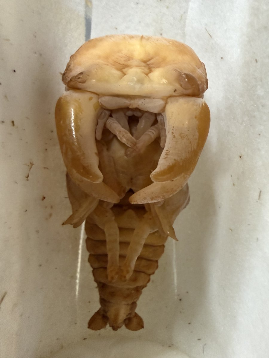 これはSＬ

皆さん選挙に行きましょう。
今日の期日前投票１時間並びました😭