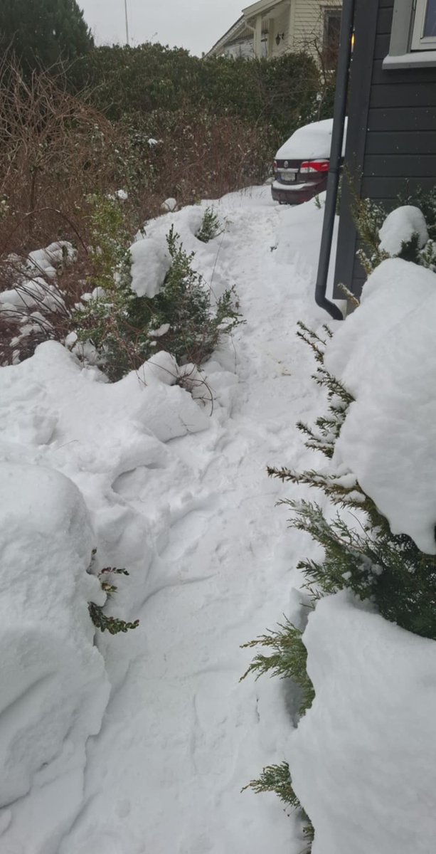 I've shoveled a little path, that was all my back could do today, I'll go out again tomorrow and take the rest