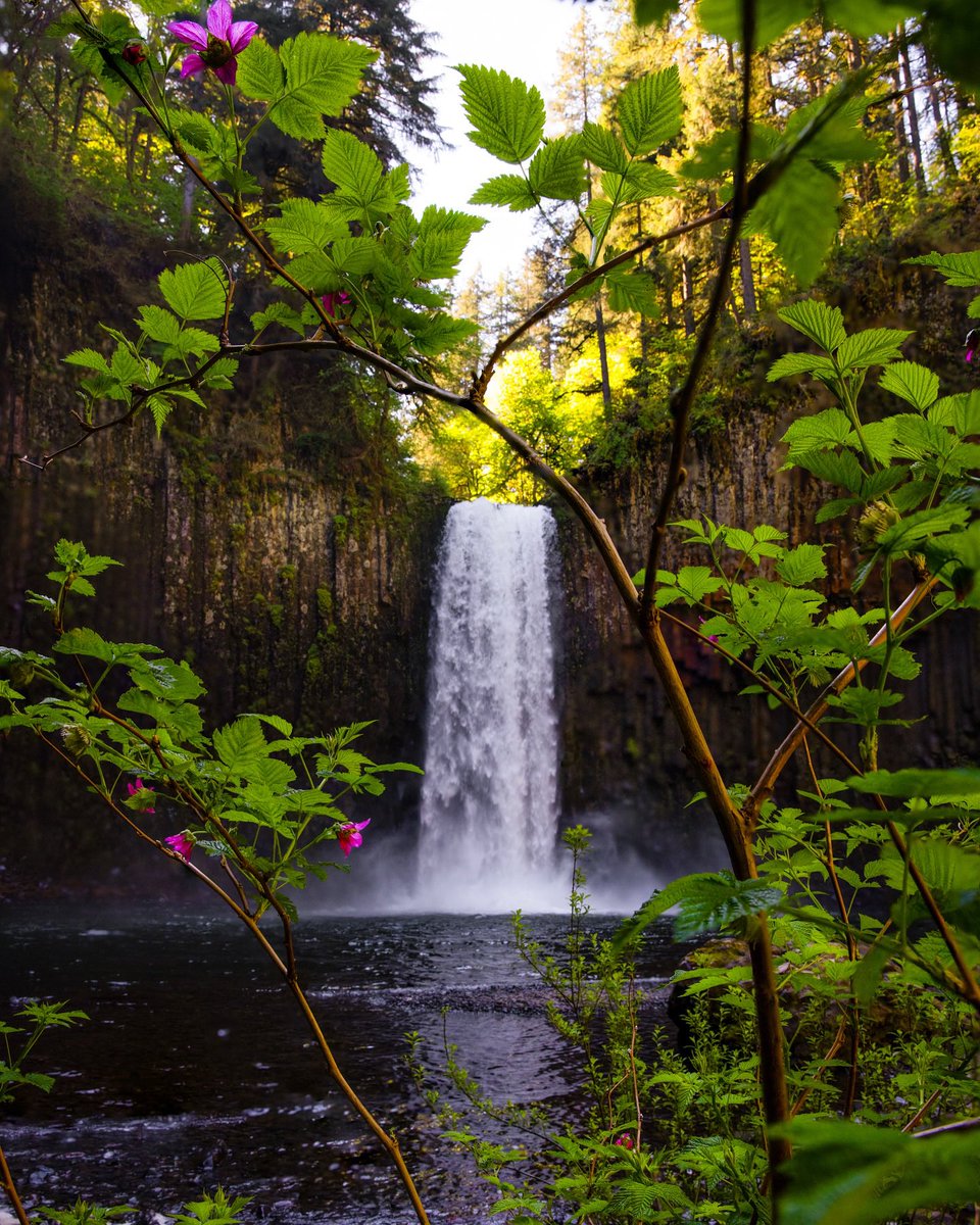 𝙎𝙞𝙧𝙪𝙨 tweet media