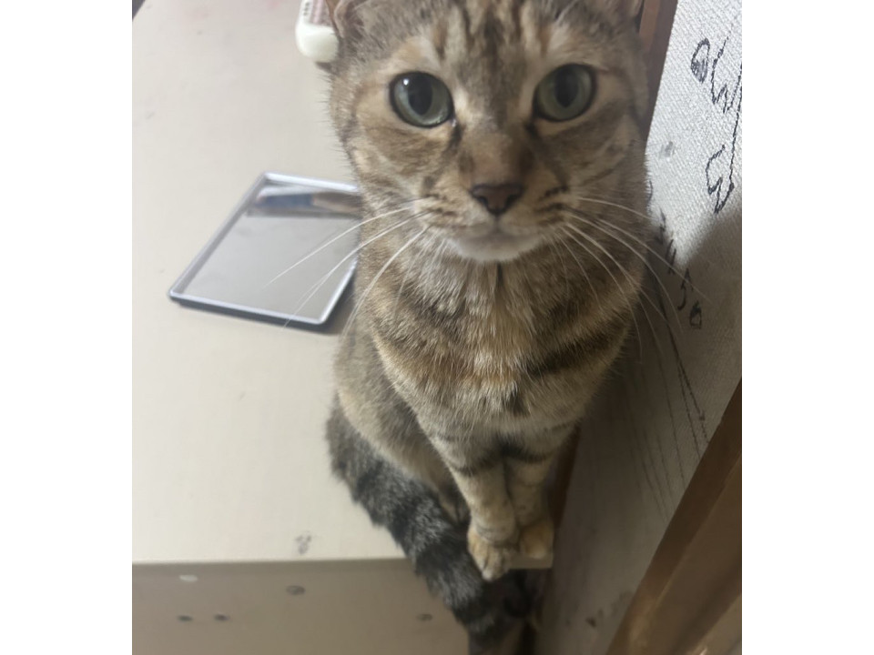 🔍捜索中
元野良の警戒心が高い女の子です。

名前：つつ
性別：♀
月齢：約7歳
いなくなった日：🗓2025年11月1日(土)
地域：神奈川県横浜市旭区詳細：neko-jirushi.com/maigo/40256/