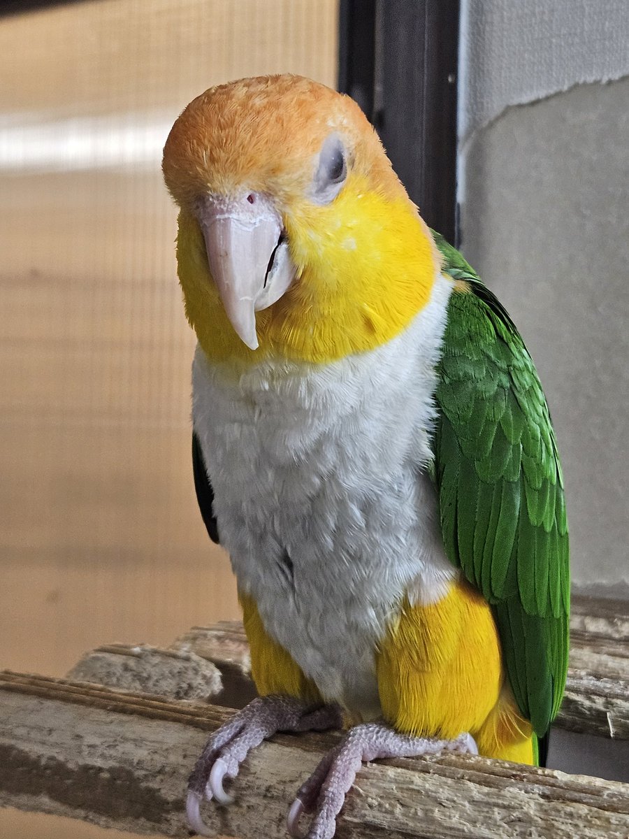 かまろ🐥🐱🐿🦎🪴🌵 tweet media