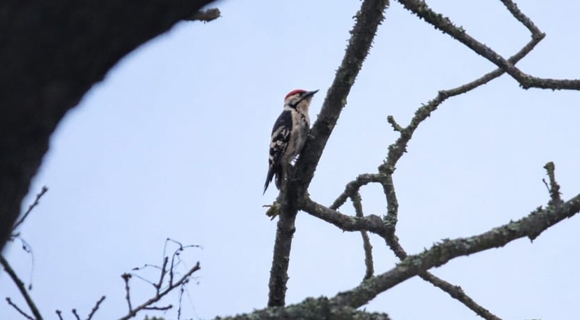 Tony Wood tweet media