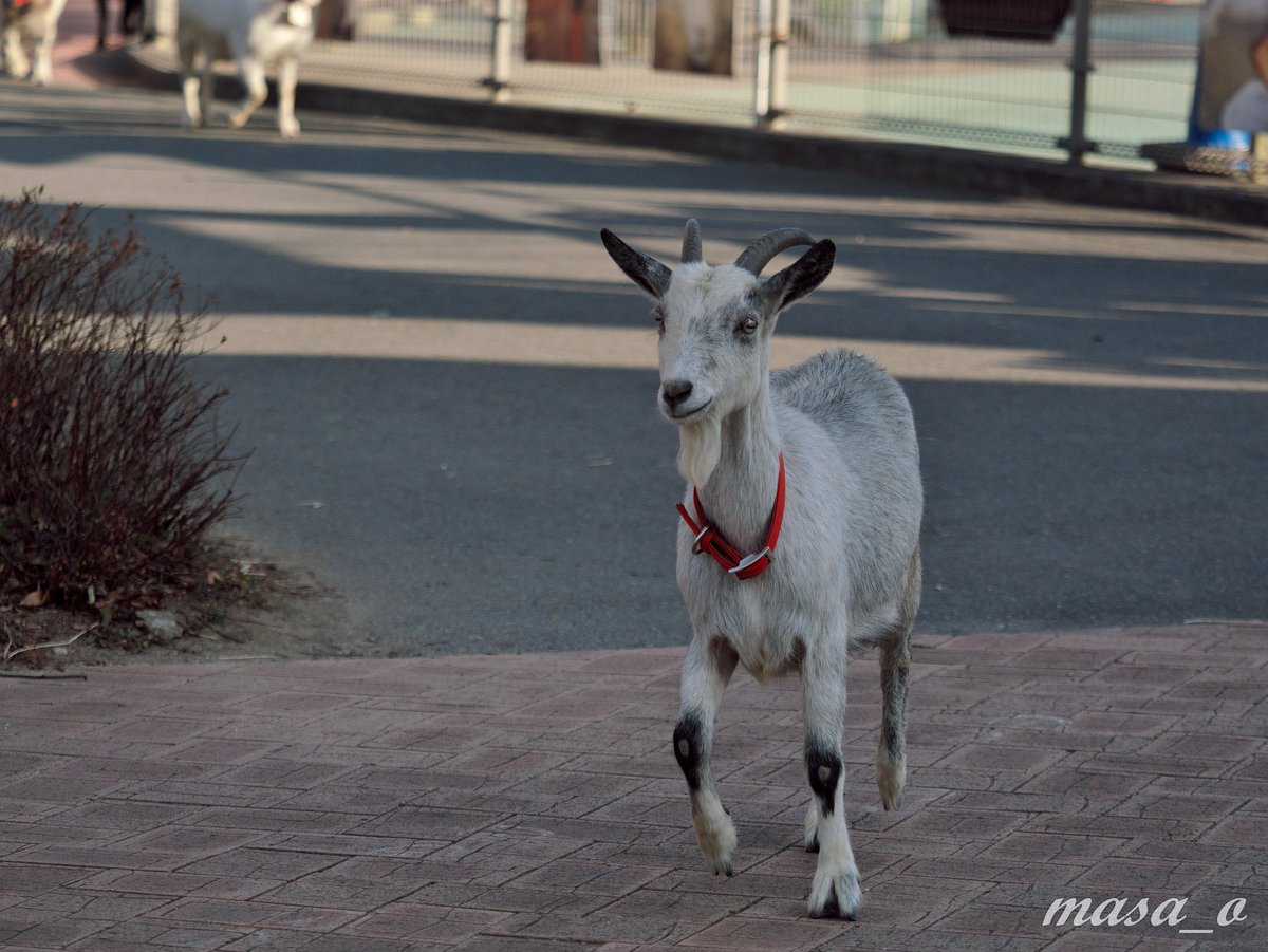 masao81835579's tweet image. 夕方になって獣舎に戻る時間のかけっこも頑張っていた #パール と #シモン です。
もうね、こうやって元気にしている姿を見れて感激ですよ。#のんほいパーク #ヤギ #ごかつら池どうぶつパーク