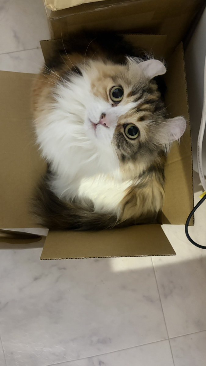 きゅるりん꒰՞ɞ̴̶̷̥⩊ɞ̴̶̷̥꒱֯