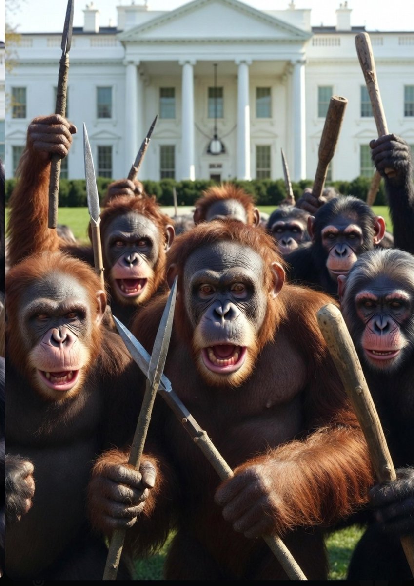 eward1167's tweet image. Monkeys all over the planet are demanding an apology for being compared to the Obamas!