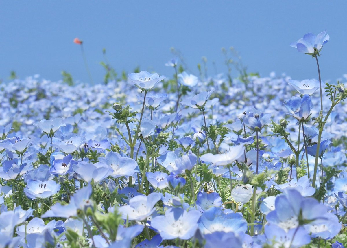 おれ を みつけてね

 #えすりのぬいが見れるタグ