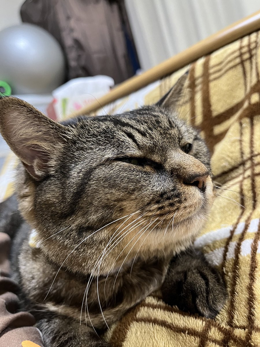 ねこじま まめたろう (@nekojima_22) / Posts / X