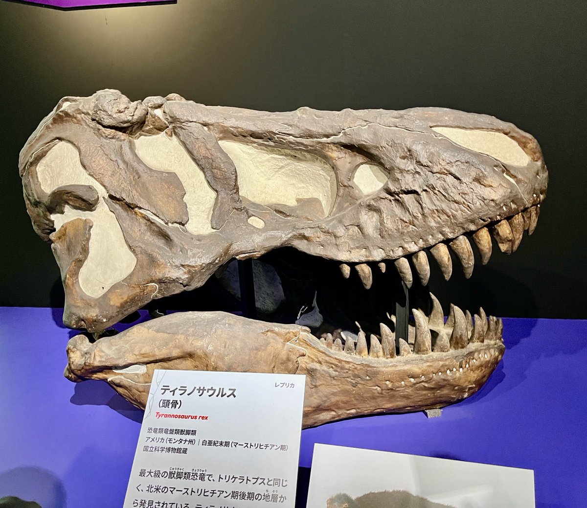 大絶滅展、お子さん連れて行くパパ/ママにちょっと盛り上がる？かも
