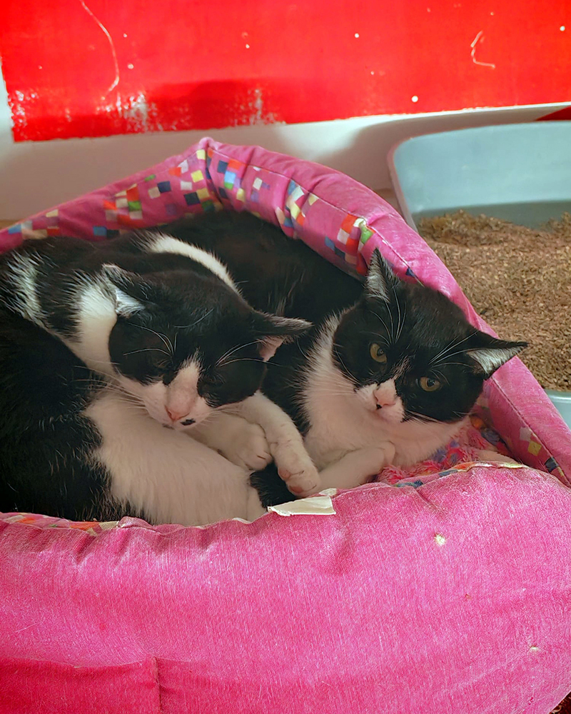 ADOPTA els germanets Pigues i Sinpi de només 5 mesos 🤍🖤

Xipats, desparasitats i vacunats. Test FIV i FeLV negatiu. S'esterilitzaran a finals de mes.

📩 Escriu-nos
