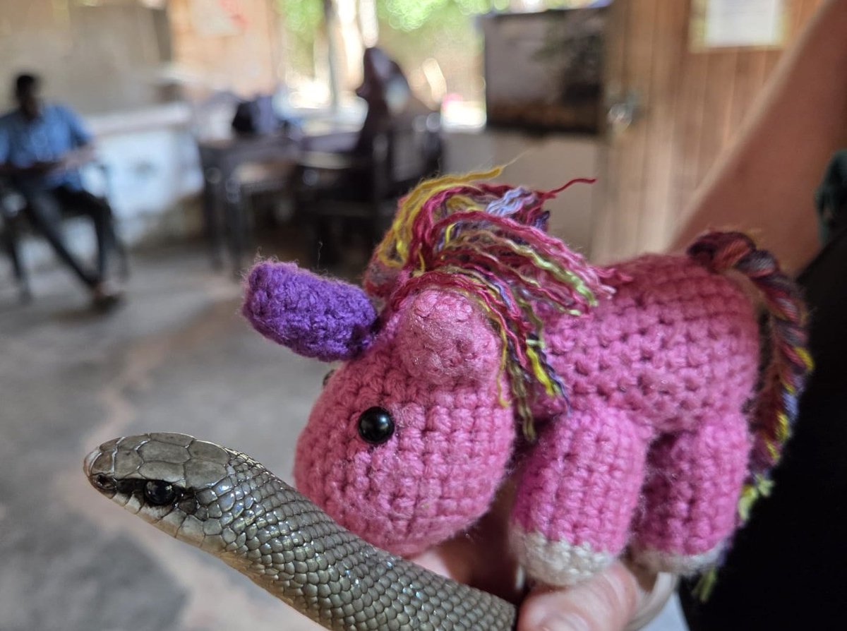 Fridolin tweet media