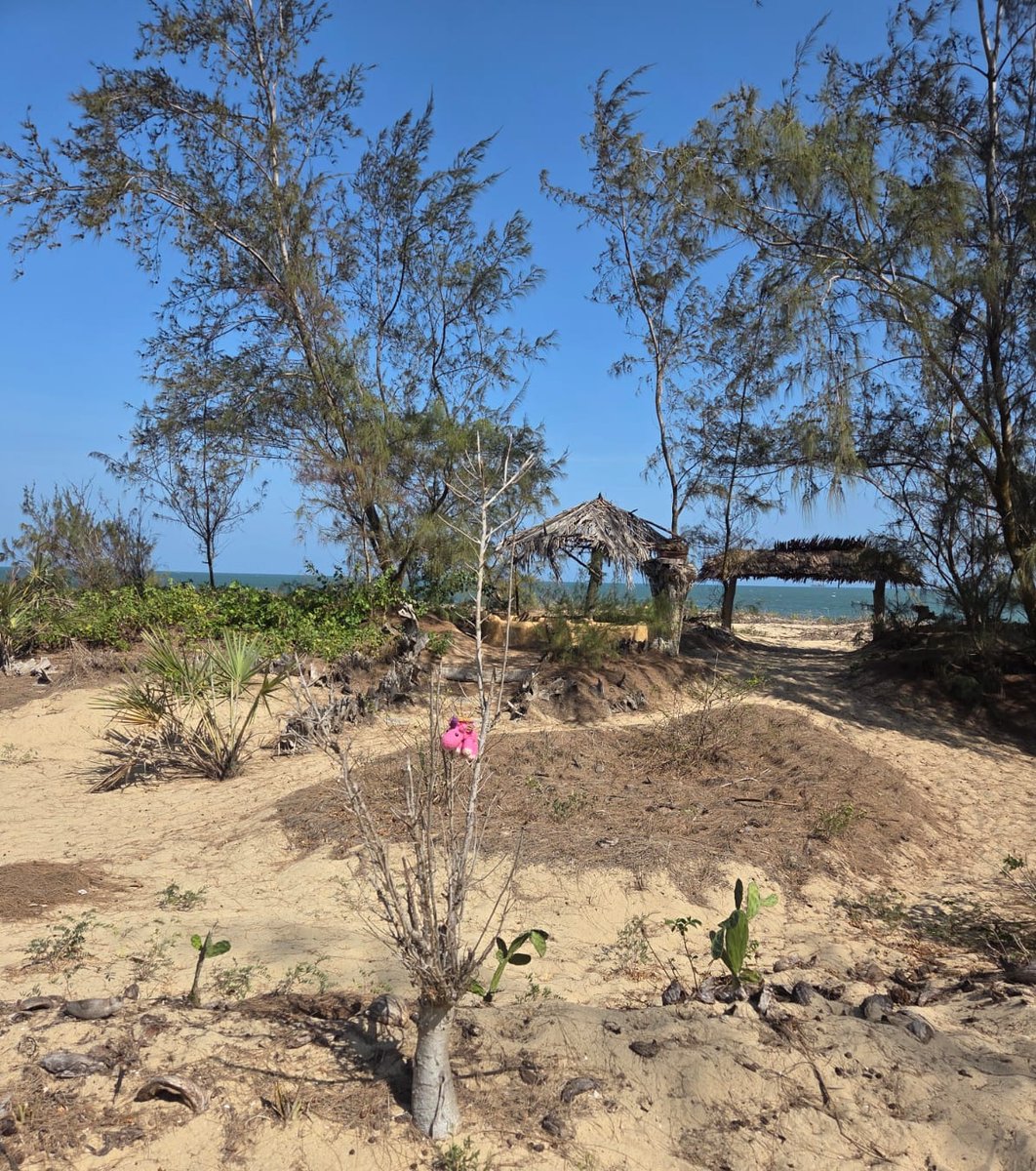 Fridolin tweet media