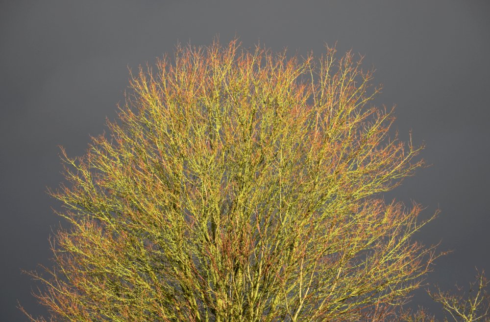 Jack Montgomery Writer tweet media