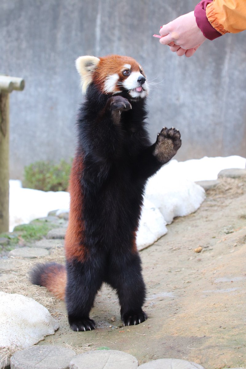 シール配りjoy93 (@joy93_redpanda) / Posts / X