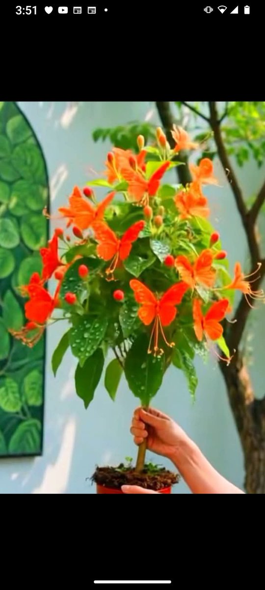 Luisgranate3's tweet photo. Esta planta se llama lágrimas de Jesús, las flores parecen mariposas, bellísima! 💕💕🍀 https://t.co/7elzUixJ2n