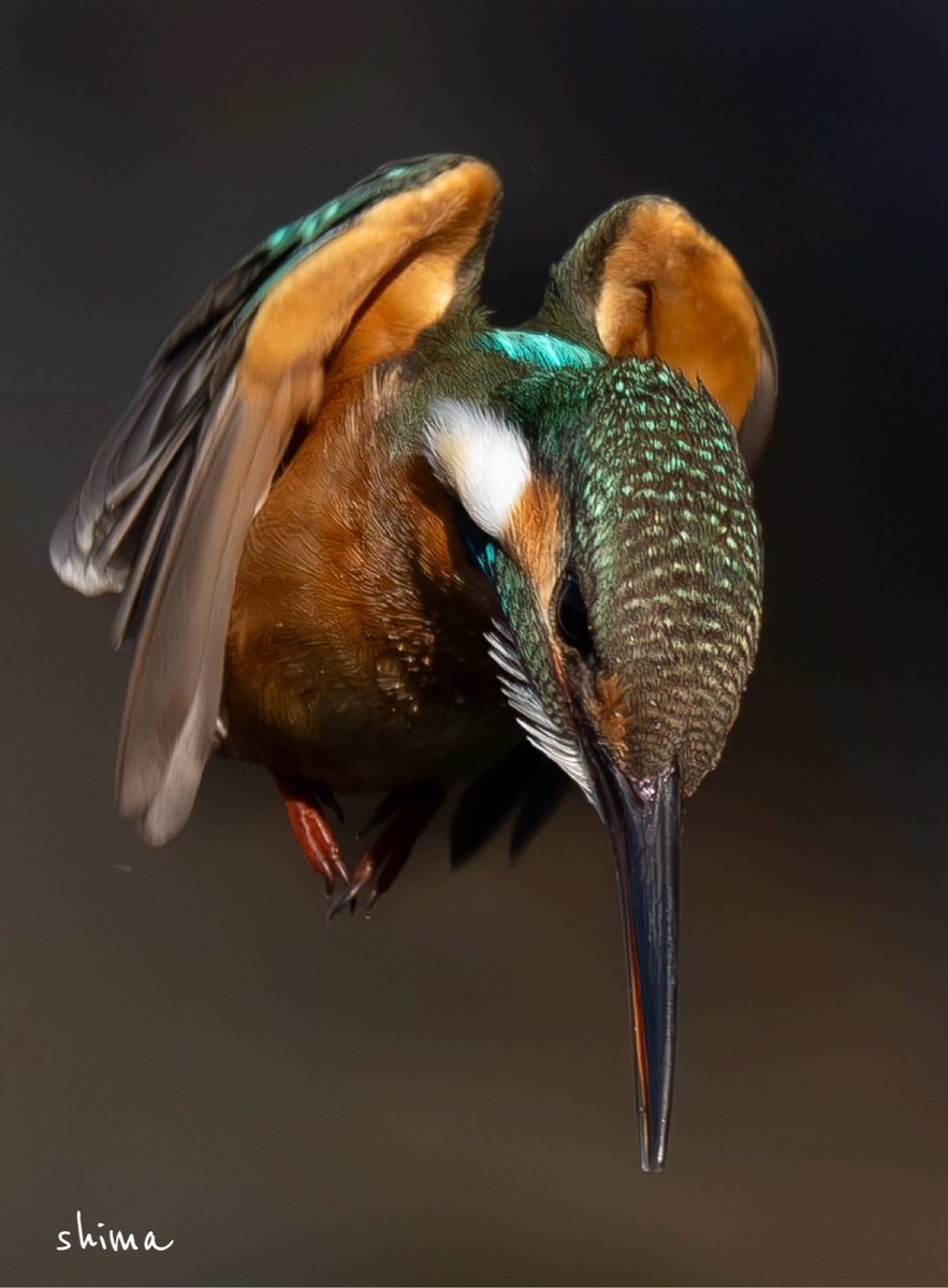 shima (@shima12041204) / Posts / X