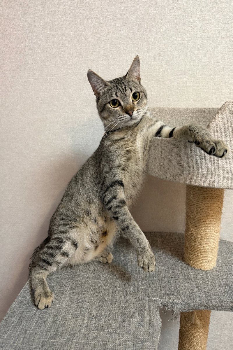 うちの猫様 キャットタワーでキャンギャルしてる