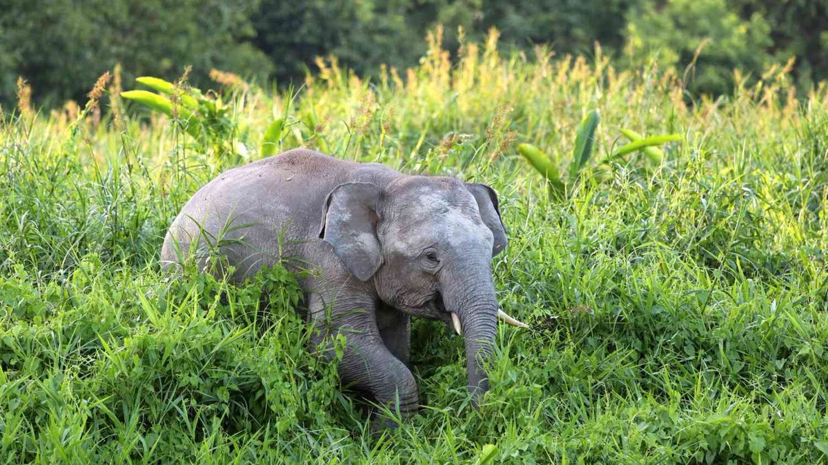 PalmOilDetect's tweet image. Soulful #elephants 🐘💗 are not only intelligent, they add more tree cover, finds this landmark #study. All #elephant species are threatened by #palmoil #deforestation and #poaching. #BoycottPalmOil #Boycott4Wildlife 🌴🔥⛔ @palmoildetect.bsky.social wp.me/pcFhgU-7dB