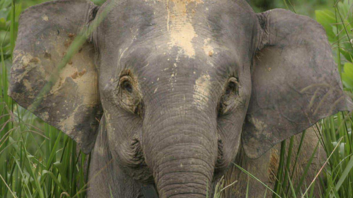 PalmOilDetect's tweet image. Soulful #elephants 🐘💗 are not only intelligent, they add more tree cover, finds this landmark #study. All #elephant species are threatened by #palmoil #deforestation and #poaching. #BoycottPalmOil #Boycott4Wildlife 🌴🔥⛔ @palmoildetect.bsky.social wp.me/pcFhgU-7dB