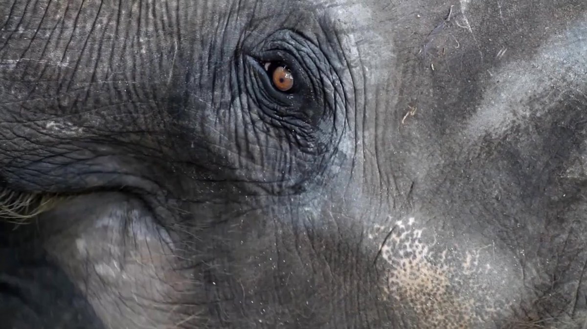 PalmOilDetect's tweet image. Soulful #elephants 🐘💗 are not only intelligent, they add more tree cover, finds this landmark #study. All #elephant species are threatened by #palmoil #deforestation and #poaching. #BoycottPalmOil #Boycott4Wildlife 🌴🔥⛔ @palmoildetect.bsky.social wp.me/pcFhgU-7dB