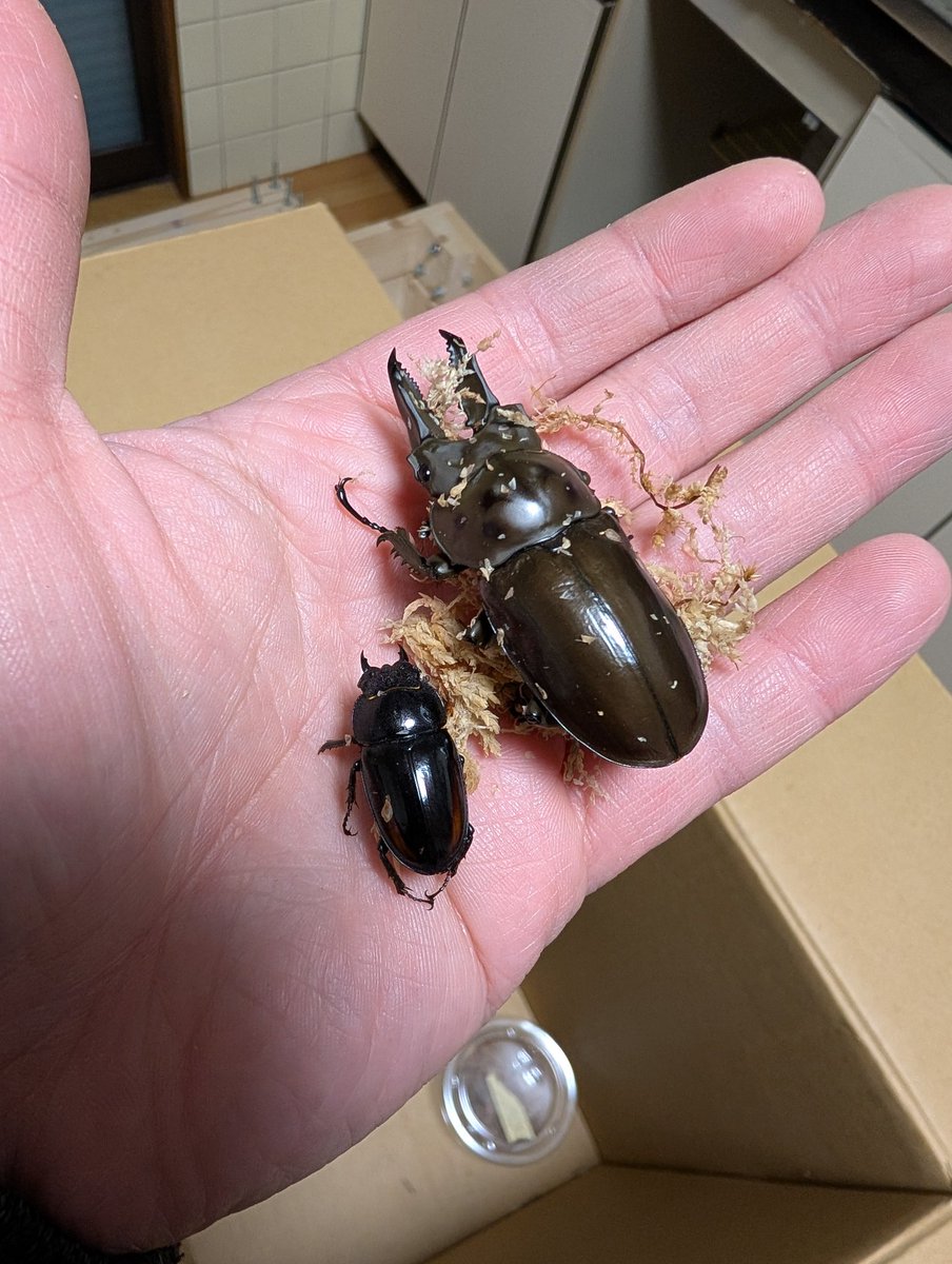 虫の兄ちゃん@兜鍬武蔵 (@anchan_kabukuwa) / Posts / X