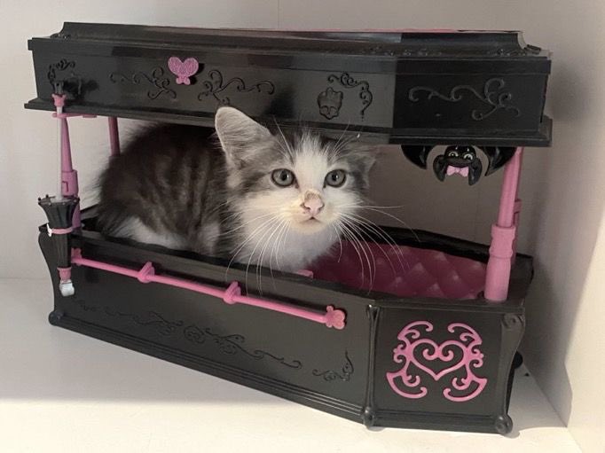 ArtVampyx's tweet image. Mood: