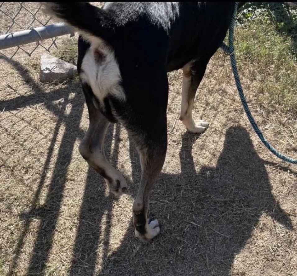 SamfromSpain's tweet image. Begging 4 help 4 KIPPER #A384637!
He shudn’t continue without vet care‼️
Femoral fracture
HW+(curable)
Plz save him from death @ Corpus Christi AC
They can put him down @ the spur of the moment‼️
PLEDGES NEEDED 4 #RESCUE
#FOSTER
#ADOPT
This sweet boy doesn’t deserve 2 die!