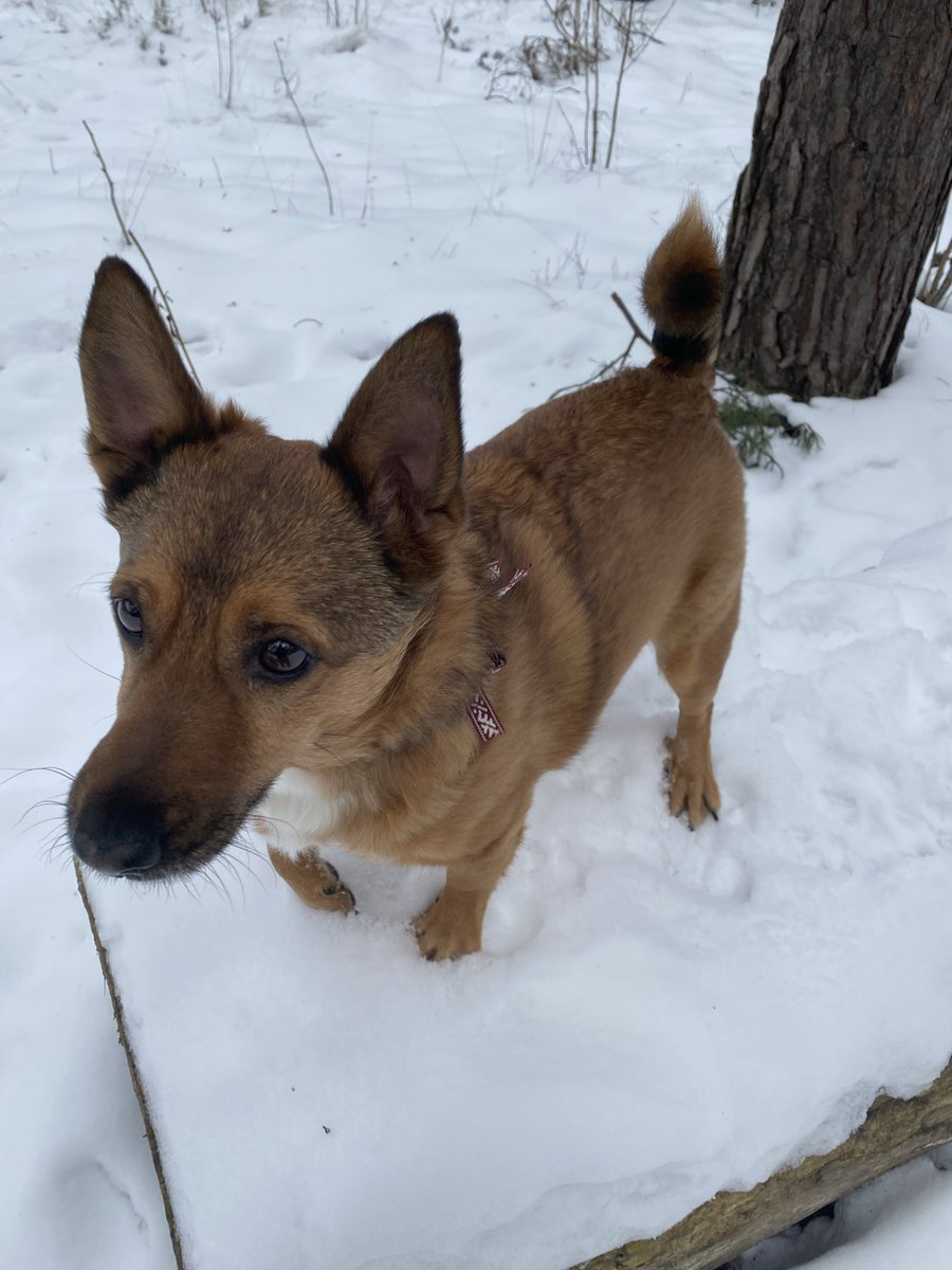 Sunītis bija mežiņā, pieskatīja pelītes un putniņus! 
Ezers ir aizsalis, pīļu nav. Ir slēpotāji, taču viņiem nekad nav līdzi maizītes! Sunītim labāk patīk laipnie cilvēki ar termosiem un uzkodām! https://t.co/I3kNDe2zq0