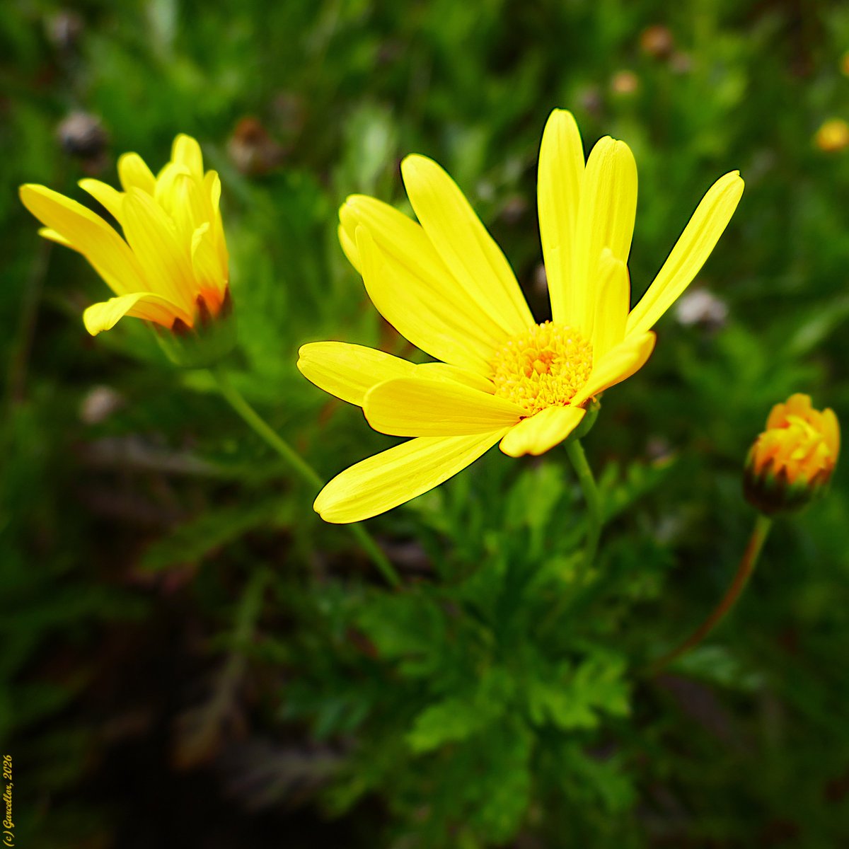 Euryops pectinatus - Margarita amarilla.  Una de las poquitas plantas en flor ahora mismo en los parques madrileños.

Madrid, España. Febrero de 2026.  

#garcellor #euryopspectinatus #floresdeinvierno #coloresdeinvierno