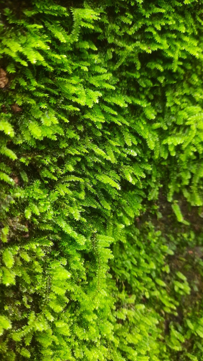 _tauriell's tweet photo. nemu biji pala, salah satu yg bikin VOC betah di Indonesia, terus ketemu juga sama hypnum cupressiforme, abistu ditengah jalan ada woolly bear caterpillar https://t.co/v2H5PgXl9Q