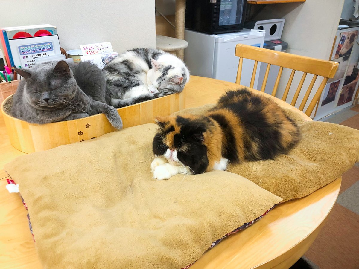 本日も閉店いたしました！
お座布を贅沢使いするりんりんでおやすみなさい🎐💤
#にゃんこと #猫カフェ #猫