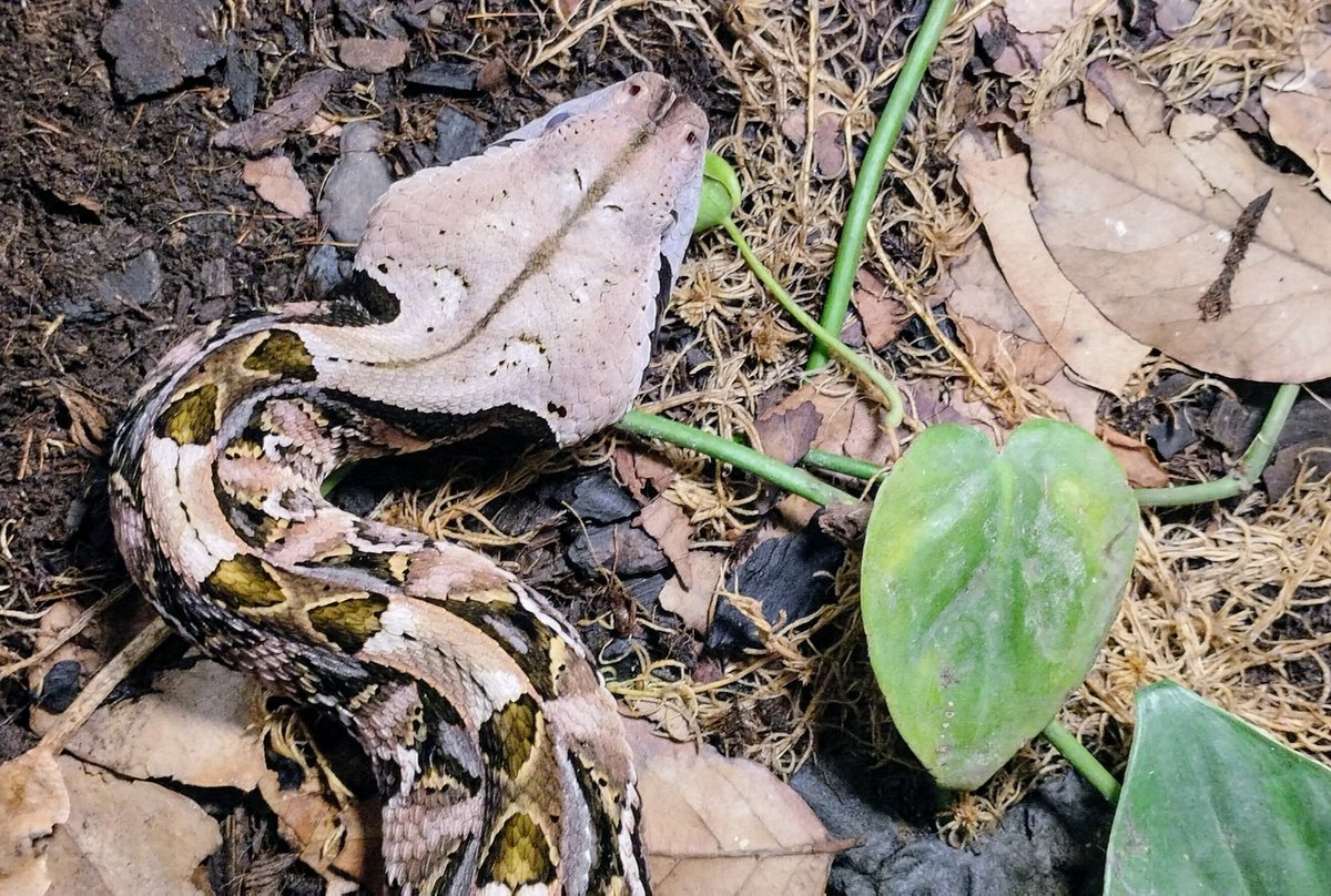 oucellito's tweet photo. Bitis rhinoceros
#snakes https://t.co/dggqivKG7e