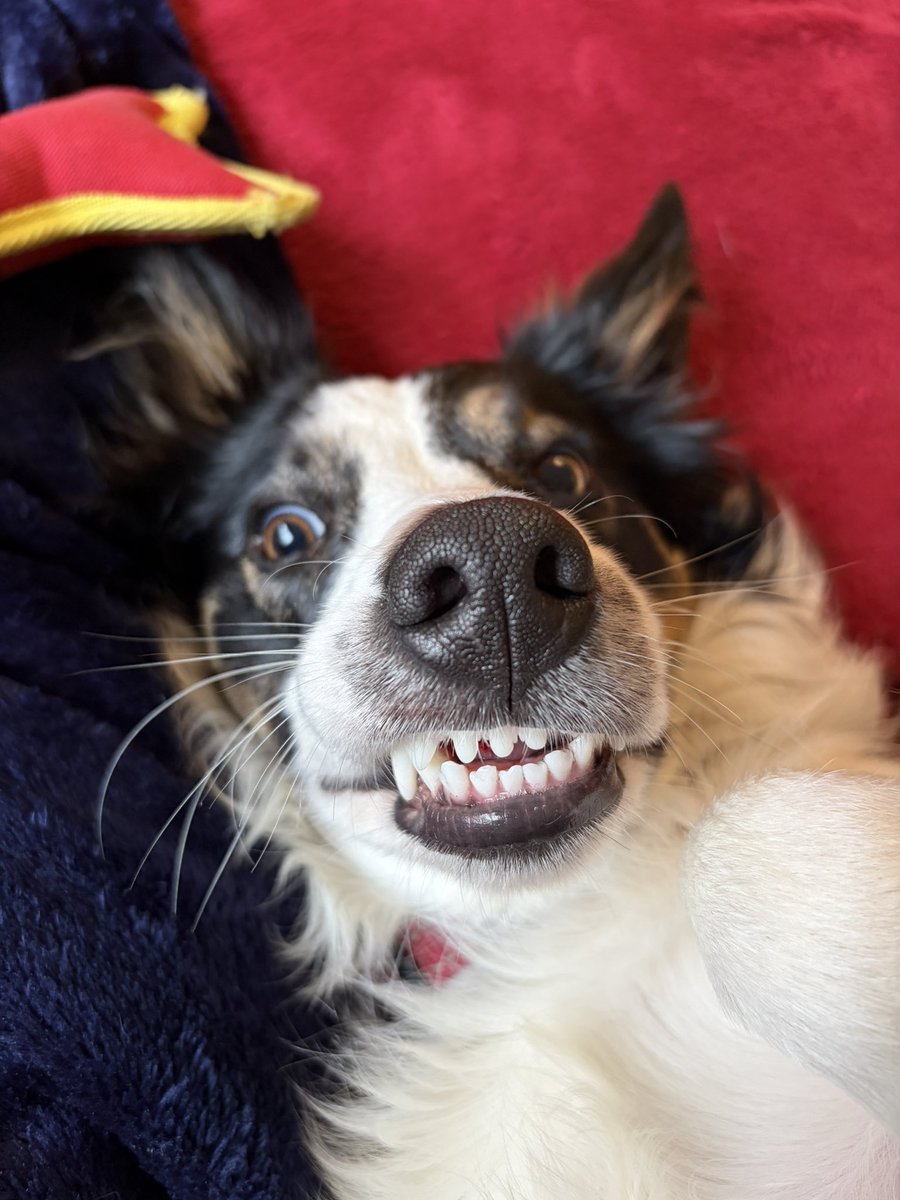 Puppy Bess and Auntie Kes tweet media