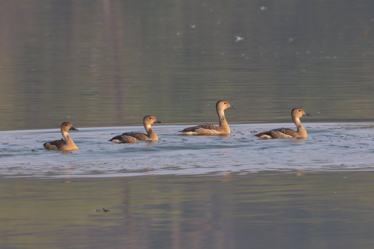 Lesser whistling teals clicked during this morning #birdwalk in #Bhopal