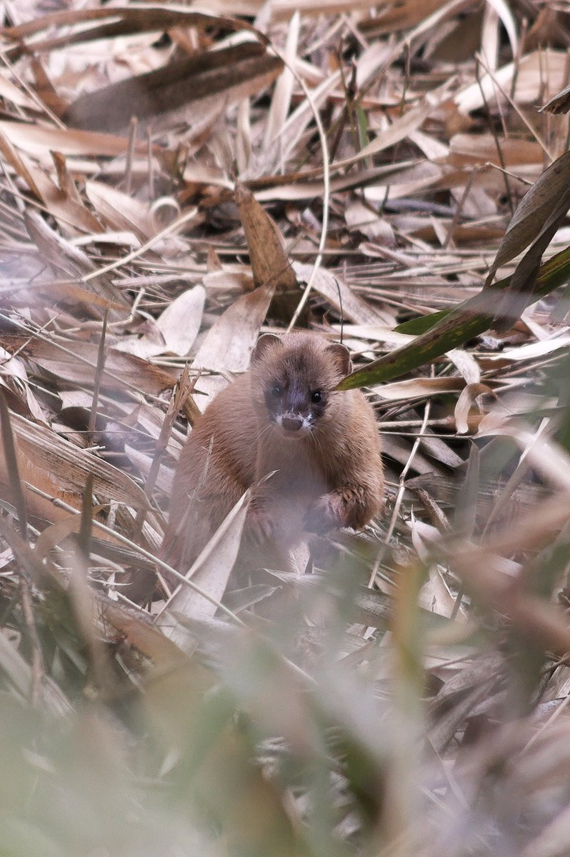 今日のイタチ🥰 #イタチ #ニホンイタチ #鼬
