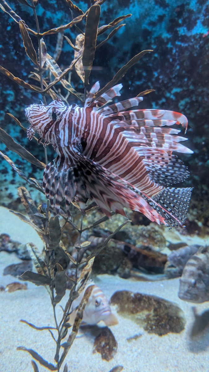 DocodeFe's tweet image. 水族館で1番美しい魚ってミノカサゴの気がする🤔
 #下田海中水族館