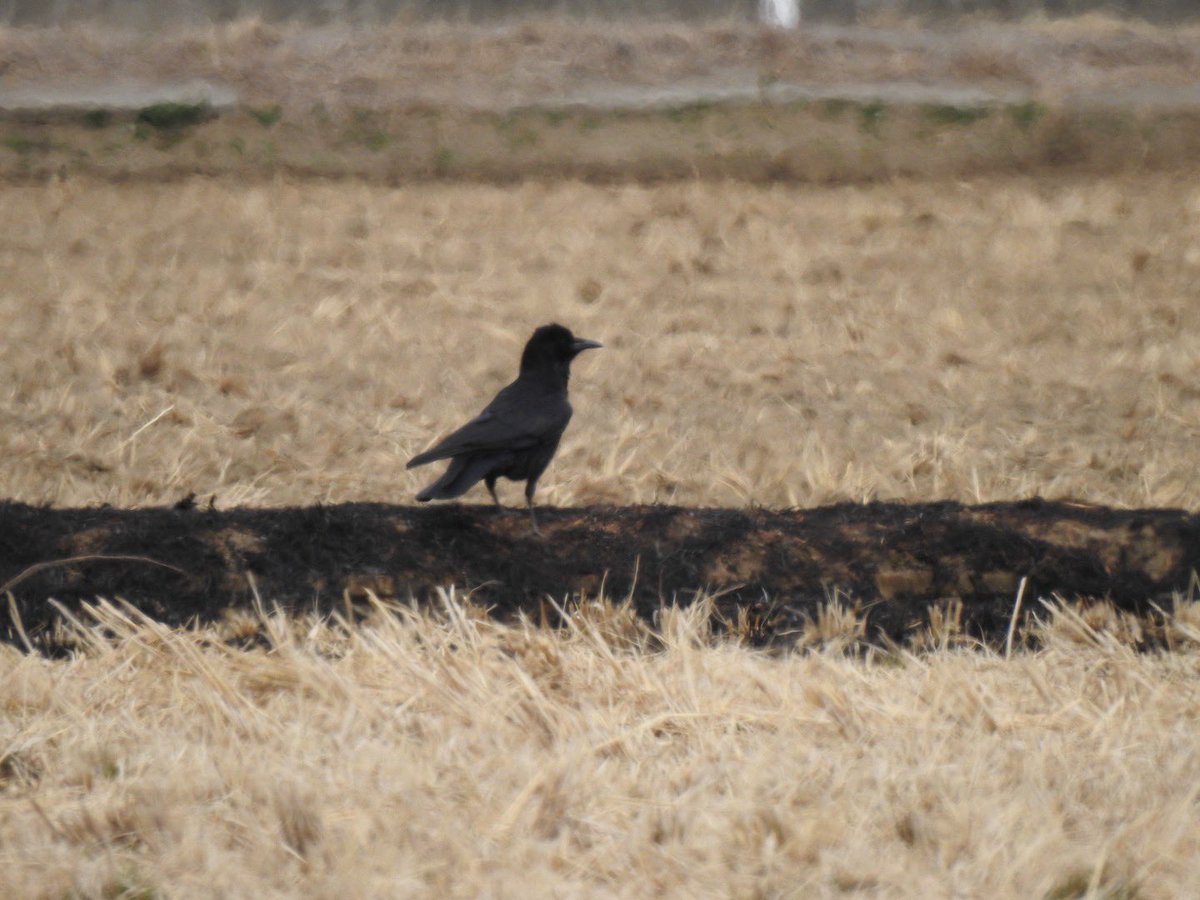 単体で見るとやっぱりさっぱりわからない このTLにカラス有識者はいますか