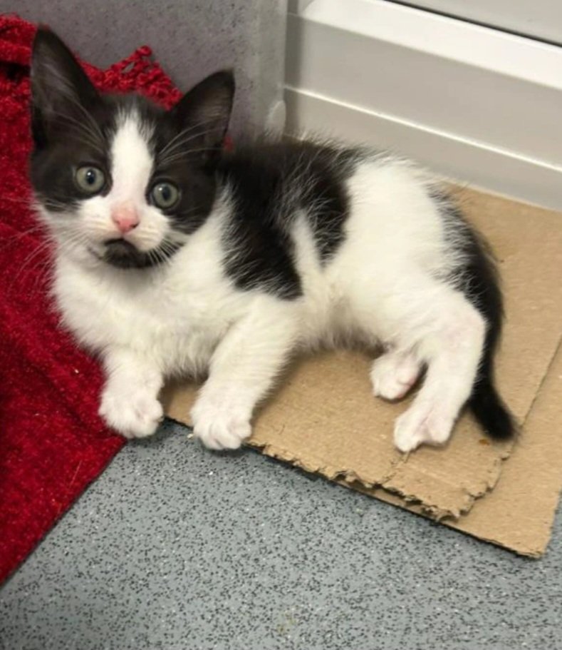 Our wee Smush has been reserved ♥️