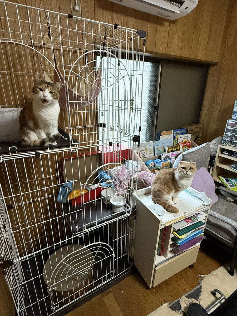 にゃ月ニャレンダー 見つめられます